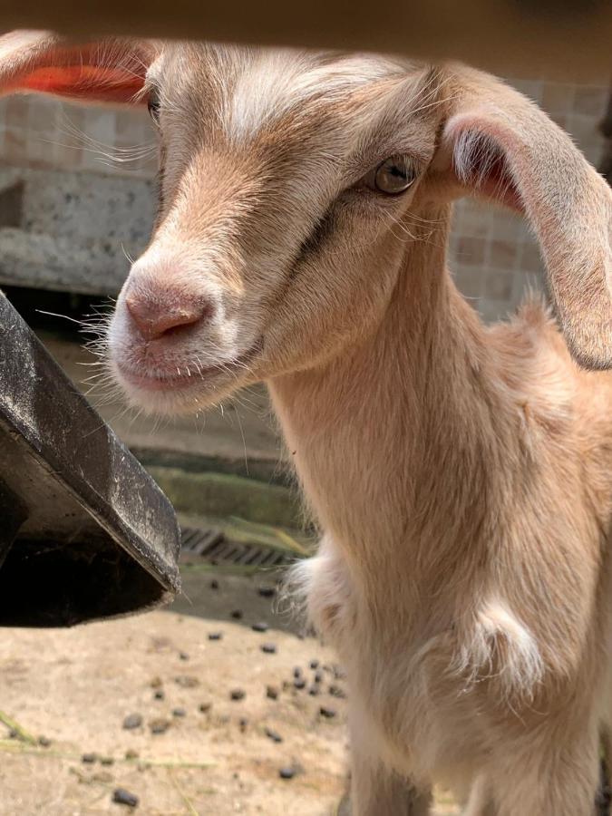 Fazendinha Unamar *
