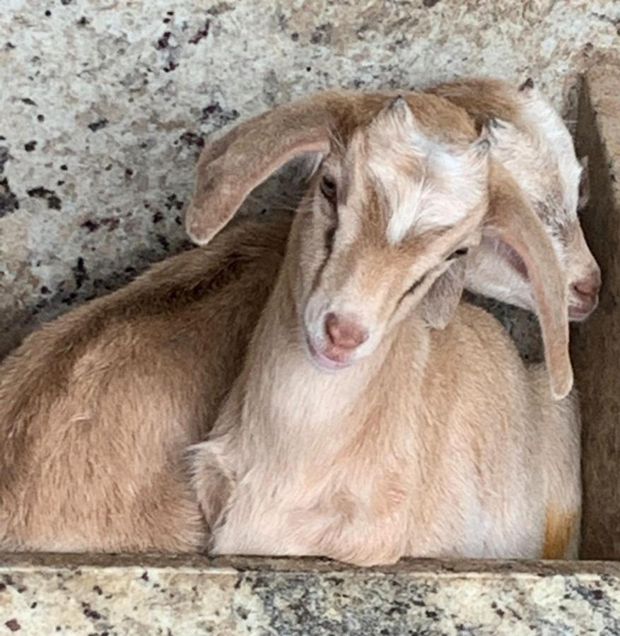 Fazendinha Unamar Pensão